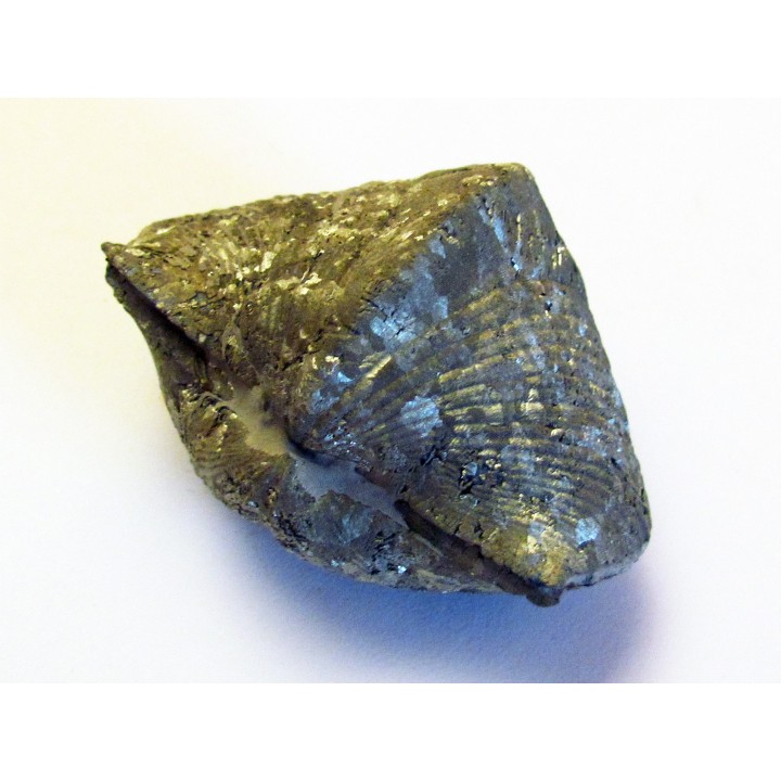 PARASPIRIFER BOWNOCKERI (2)