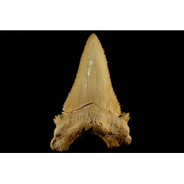 PALEOCARCHARODON ORIENTALIS - Paléocène - Oued Zem, Khouribga, Maroc