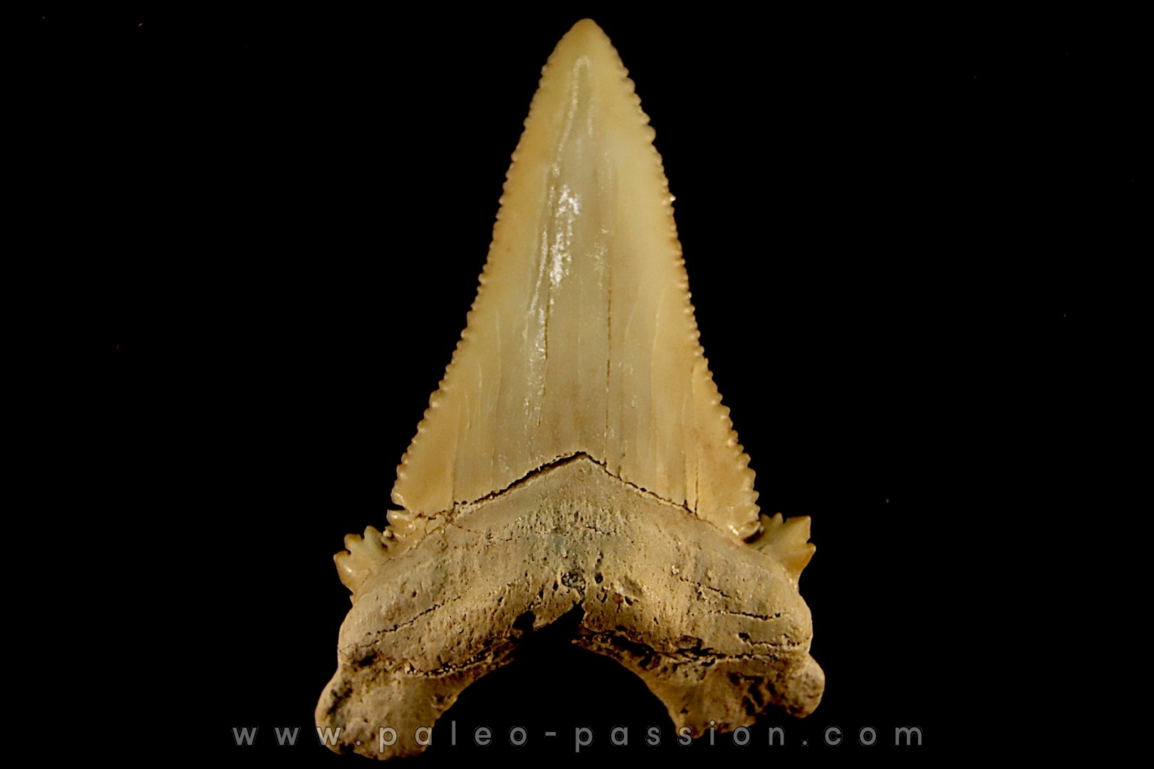 PALEOCARCHARODON ORIENTALIS