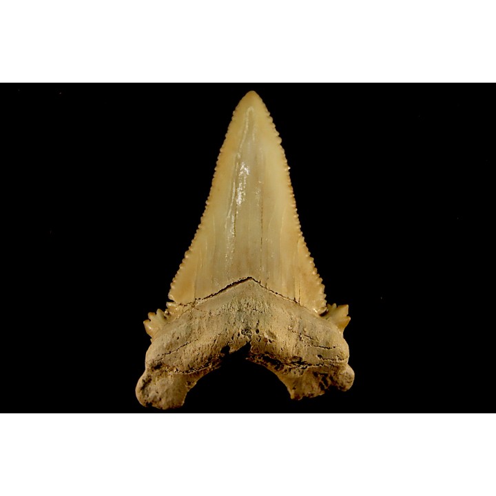 PALEOCARCHARODON ORIENTALIS - Paléocène - Oued Zem, Khouribga, Maroc