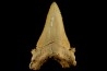 PALEOCARCHARODON ORIENTALIS