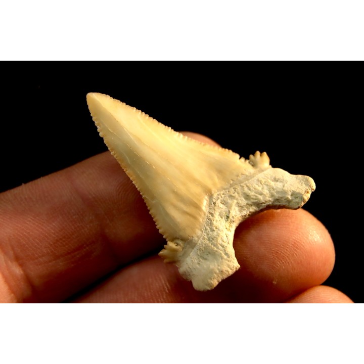 PALEOCARCHARODON ORIENTALIS - Paléocène - Oued Zem, Khouribga, Maroc