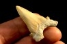 PALEOCARCHARODON ORIENTALIS - Paléocène - Oued Zem, Khouribga, Maroc