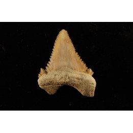 PALEOCARCHARODON ORIENTALIS