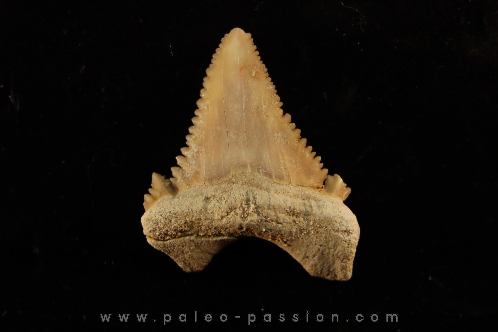 PALEOCARCHARODON ORIENTALIS