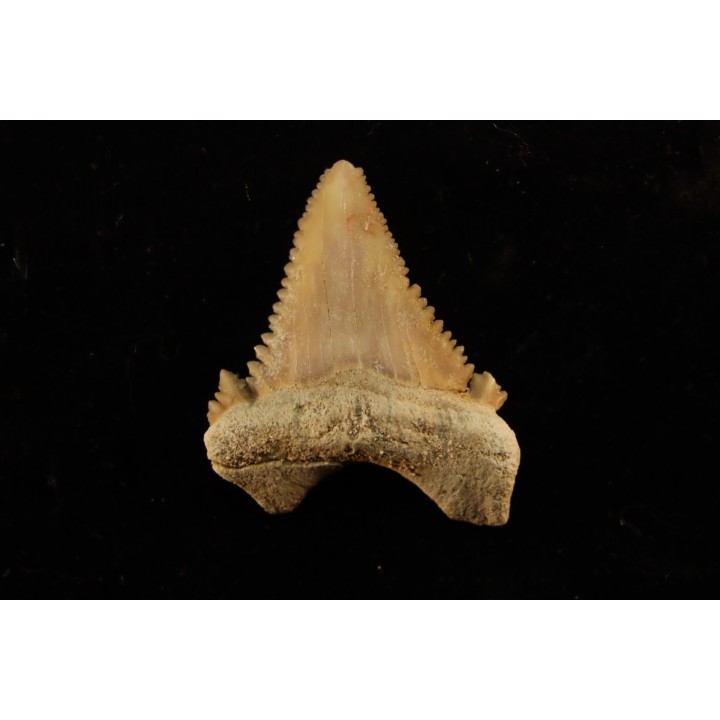 PALEOCARCHARODON ORIENTALIS