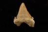 PALEOCARCHARODON ORIENTALIS - Paléocène - Oued Zem, Khouribga, Maroc