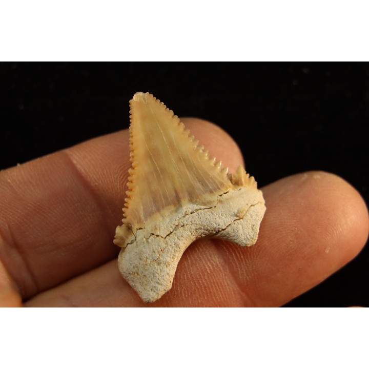 PALEOCARCHARODON ORIENTALIS