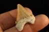 PALEOCARCHARODON ORIENTALIS - Paléocène - Oued Zem, Khouribga, Maroc
