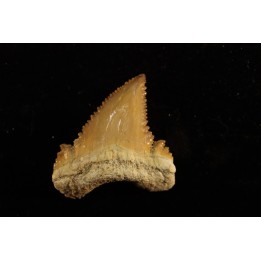 PALEOCARCHARODON ORIENTALIS