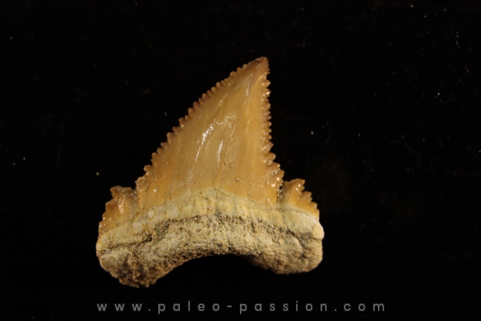 PALEOCARCHARODON ORIENTALIS