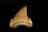 PALEOCARCHARODON ORIENTALIS