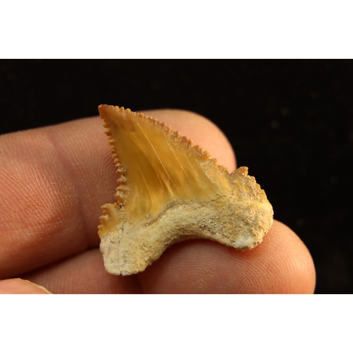 PALEOCARCHARODON ORIENTALIS - Paléocène - Oued Zem, Khouribga, Maroc