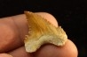 PALEOCARCHARODON ORIENTALIS - Paléocène - Oued Zem, Khouribga, Maroc