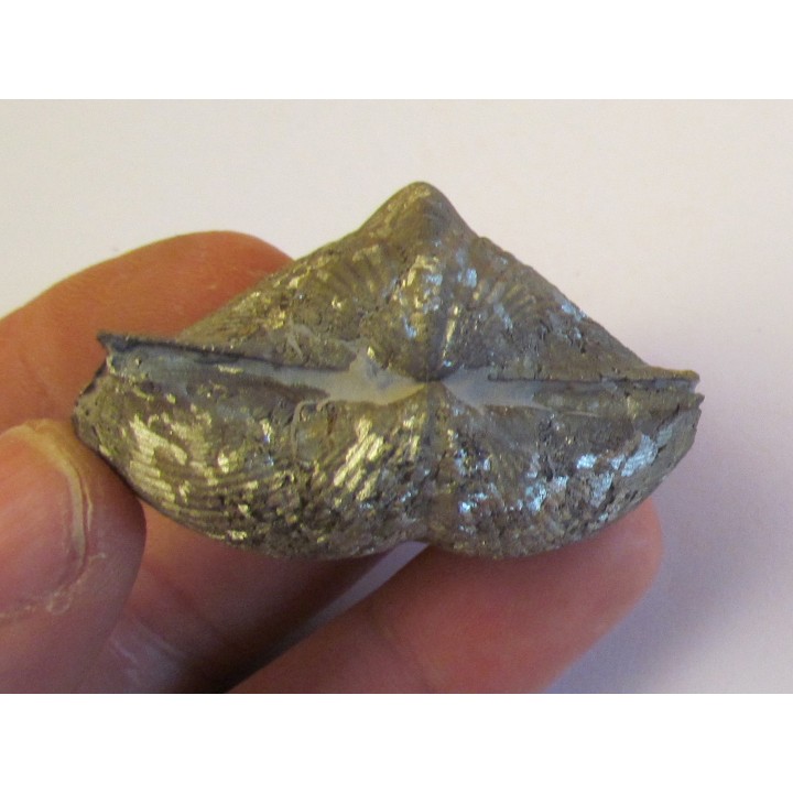 PARASPIRIFER BOWNOCKERI (2)