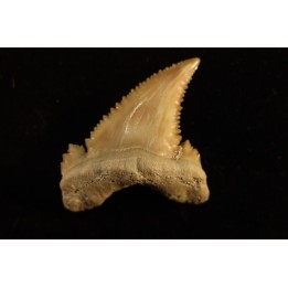 PALEOCARCHARODON ORIENTALIS - Paléocène - Oued Zem, Khouribga, Maroc