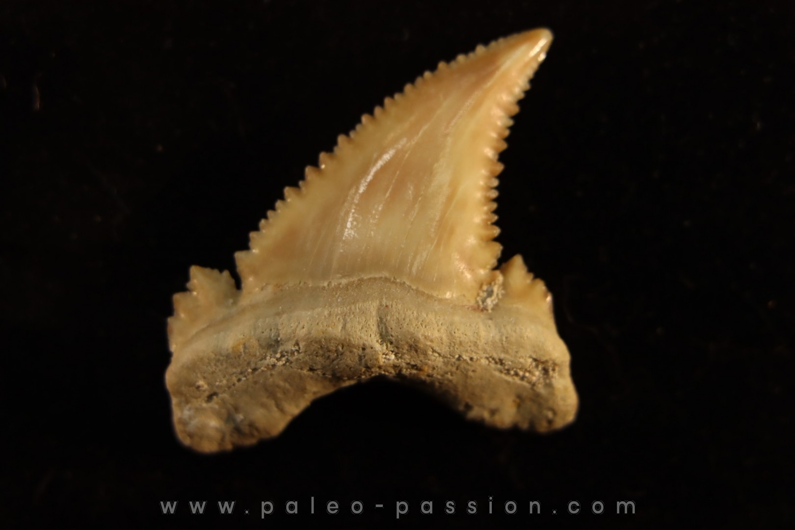 PALEOCARCHARODON ORIENTALIS