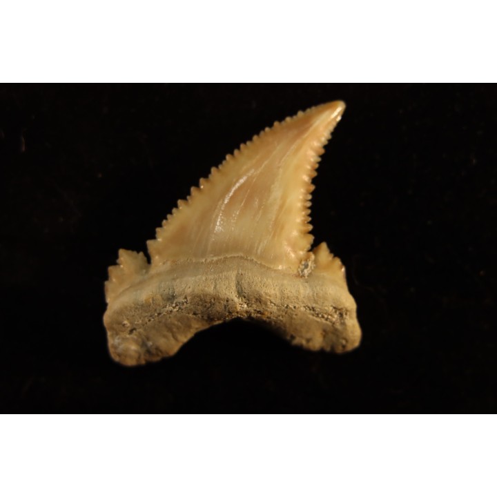 PALEOCARCHARODON ORIENTALIS - Paléocène - Oued Zem, Khouribga, Maroc