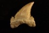 PALEOCARCHARODON ORIENTALIS