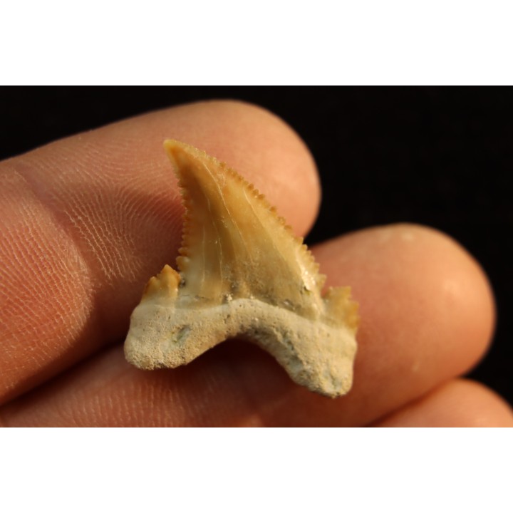 PALEOCARCHARODON ORIENTALIS