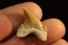 PALEOCARCHARODON ORIENTALIS