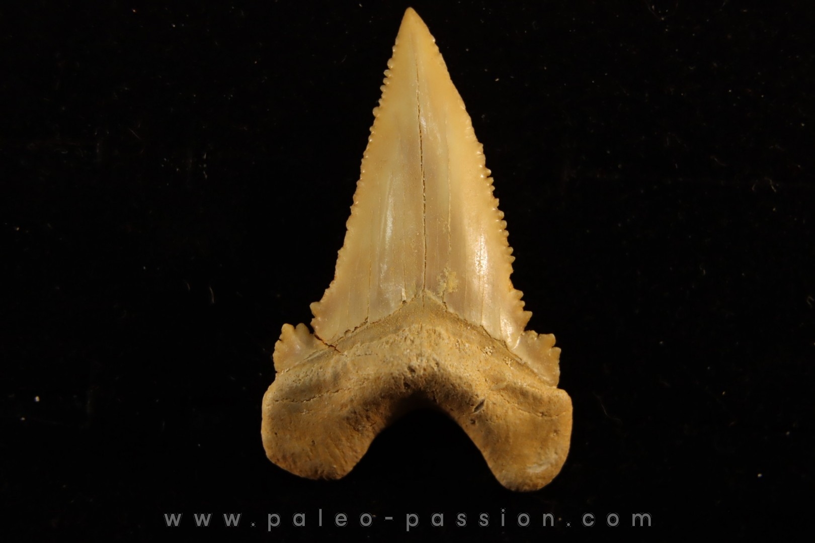 PALEOCARCHARODON ORIENTALIS - Paléocène - Oued Zem, Khouribga, Maroc