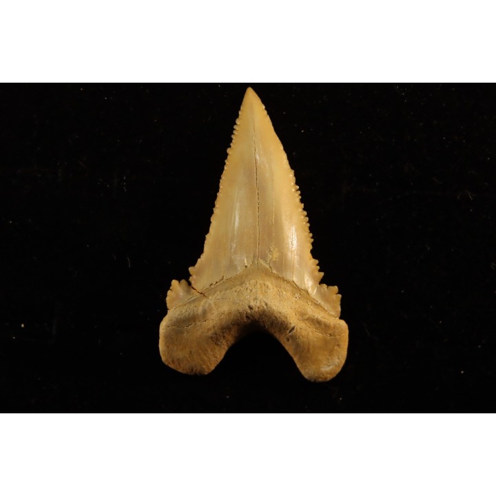 PALEOCARCHARODON ORIENTALIS