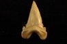 PALEOCARCHARODON ORIENTALIS