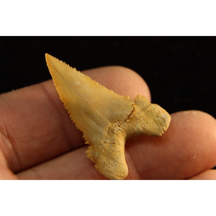 PALEOCARCHARODON ORIENTALIS