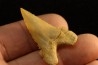 PALEOCARCHARODON ORIENTALIS - Paléocène - Oued Zem, Khouribga, Maroc
