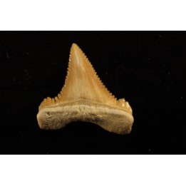 PALEOCARCHARODON ORIENTALIS