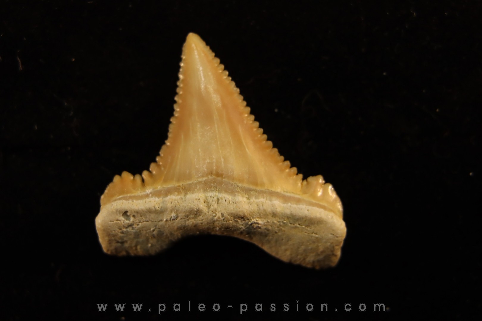 PALEOCARCHARODON ORIENTALIS