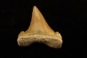 PALEOCARCHARODON ORIENTALIS