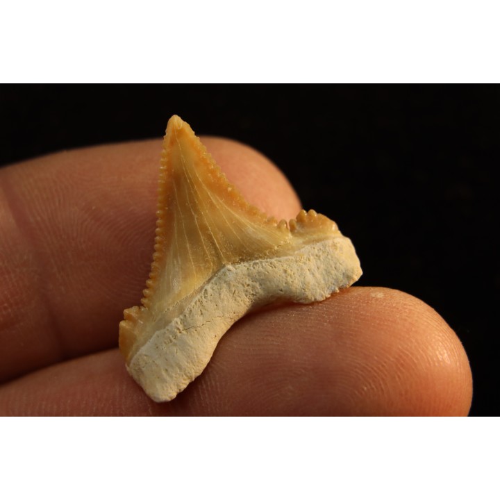 PALEOCARCHARODON ORIENTALIS - Paléocène - Oued Zem, Khouribga, Maroc