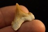 PALEOCARCHARODON ORIENTALIS