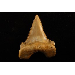 PALEOCARCHARODON ORIENTALIS - Paléocène - Oued Zem, Khouribga, Maroc