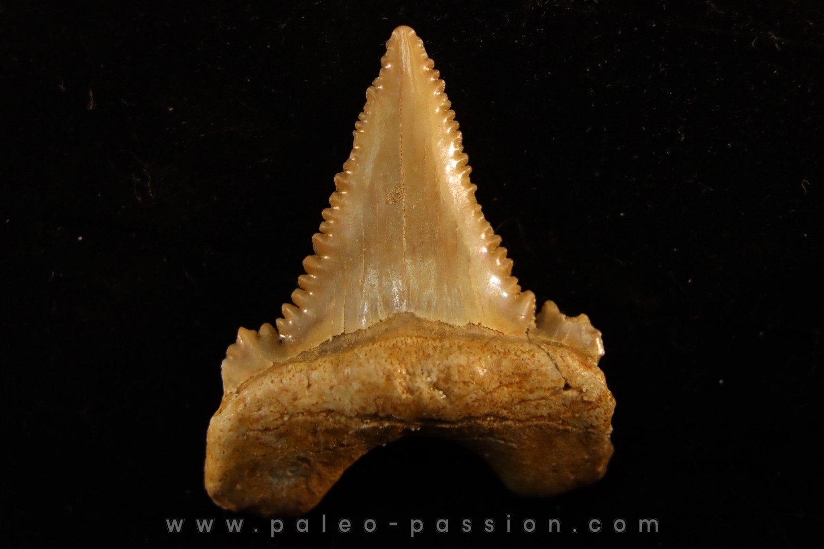 PALEOCARCHARODON ORIENTALIS