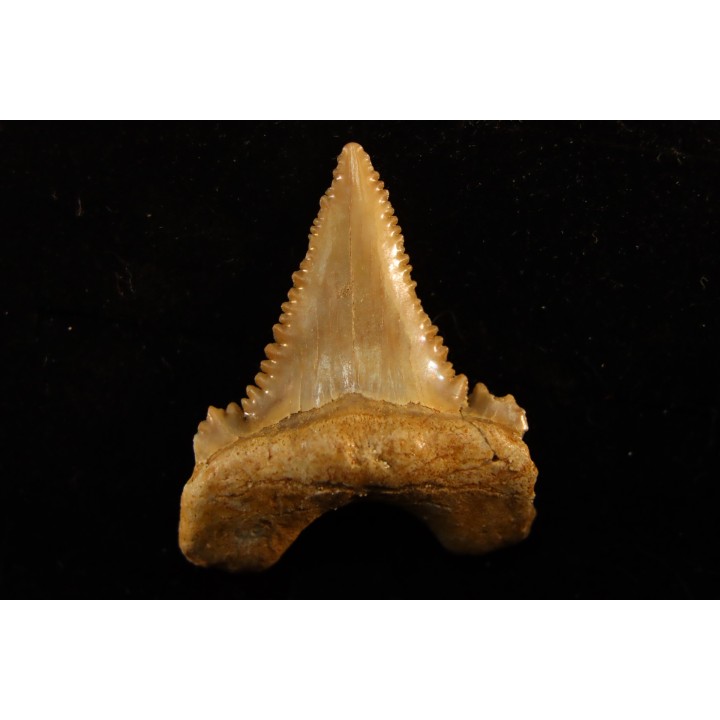 PALEOCARCHARODON ORIENTALIS - Paléocène - Oued Zem, Khouribga, Maroc