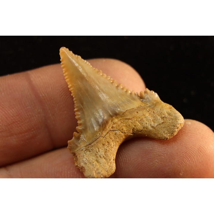 PALEOCARCHARODON ORIENTALIS