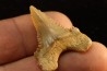 PALEOCARCHARODON ORIENTALIS - Paléocène - Oued Zem, Khouribga, Maroc
