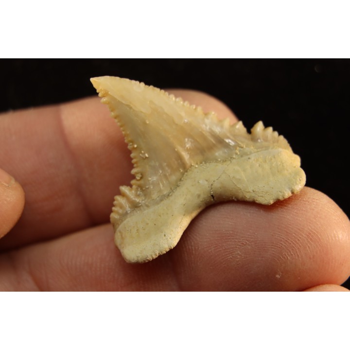 PALEOCARCHARODON ORIENTALIS