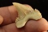 PALEOCARCHARODON ORIENTALIS - Paléocène - Oued Zem, Khouribga, Maroc