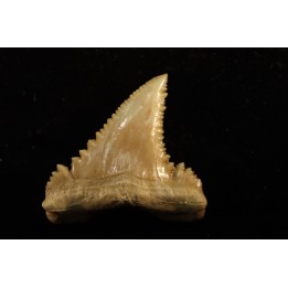 PALEOCARCHARODON ORIENTALIS