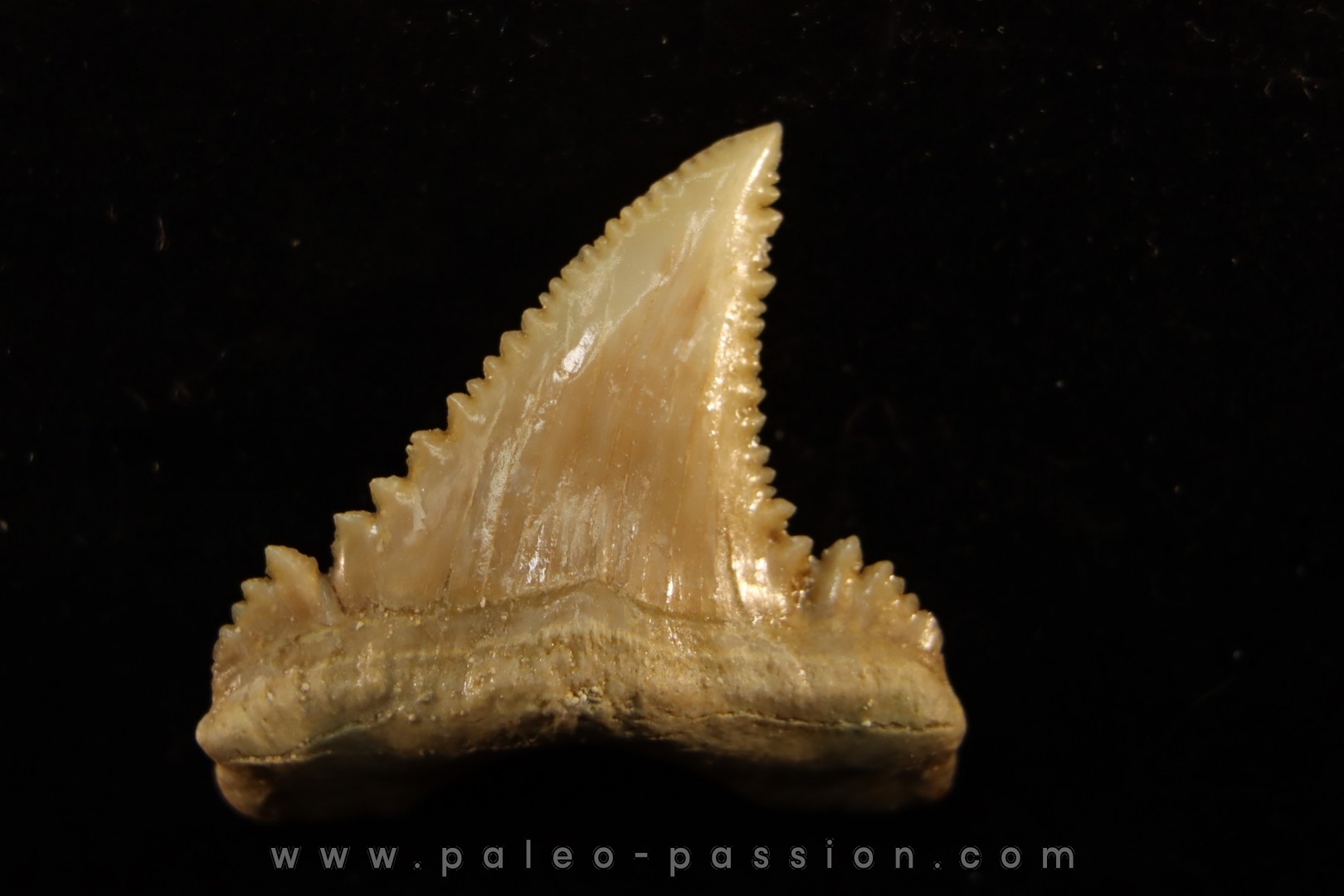 PALEOCARCHARODON ORIENTALIS