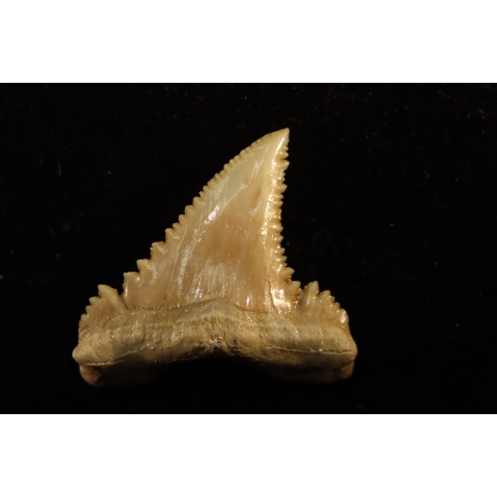 PALEOCARCHARODON ORIENTALIS