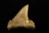 PALEOCARCHARODON ORIENTALIS