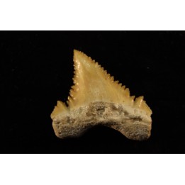 PALEOCARCHARODON ORIENTALIS
