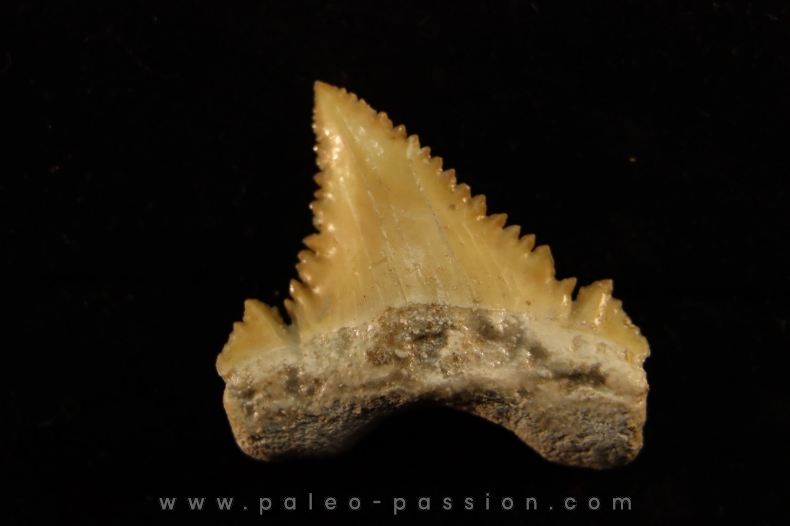 PALEOCARCHARODON ORIENTALIS - Paléocène - Oued Zem, Khouribga, Maroc