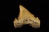 PALEOCARCHARODON ORIENTALIS
