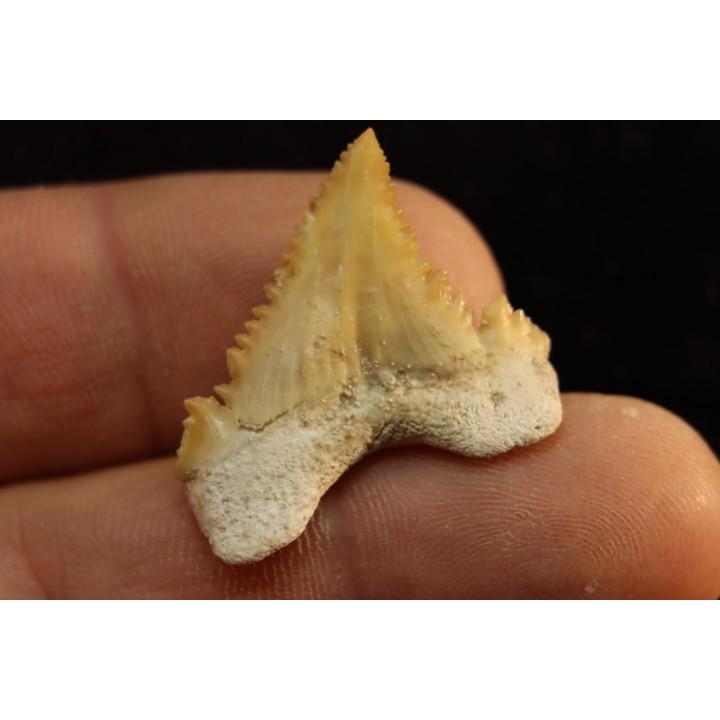 PALEOCARCHARODON ORIENTALIS - Paléocène - Oued Zem, Khouribga, Maroc